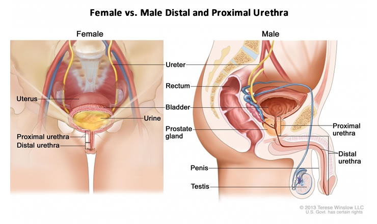 Female vs. Male Distal and Proximal Urethra