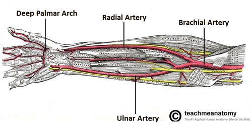 Vascularity of the Radial Forearm Flap for Phalloplasty